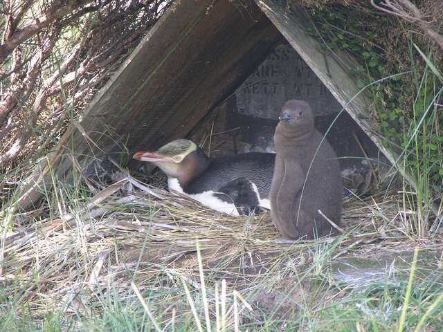 Image of Yellow-eyed Penguins