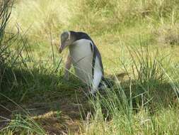 Image of Yellow-eyed Penguins