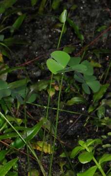 Image of waterclover