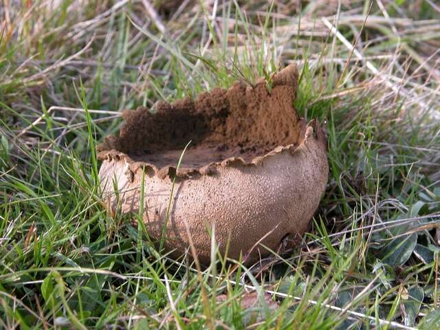 Image of Lycoperdon