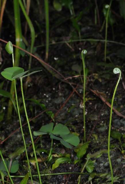 Image of waterclover