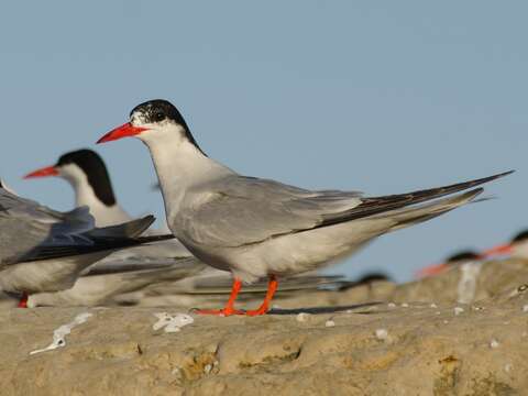 Image of South American Tern