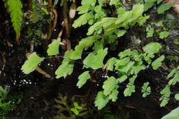 Image of maidenhair fern