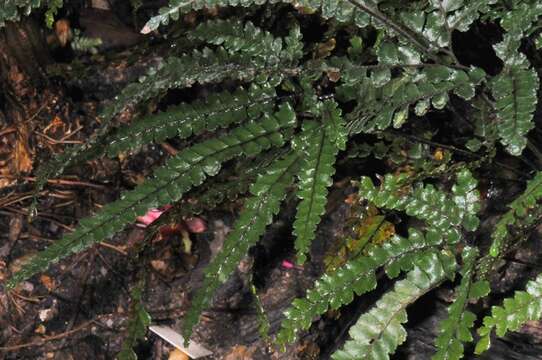 Adiantum digitatum C. Presl的圖片