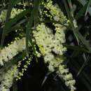 Acacia floribunda (Vent.) Willd. resmi