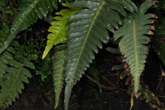 Image of midsorus fern