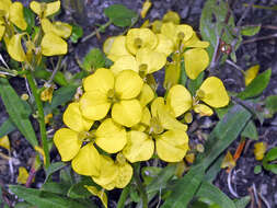 Image de Erysimum jugicola