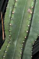 Image of sweetpotato cactus