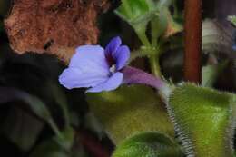 Image de Chirita involucrata Craib