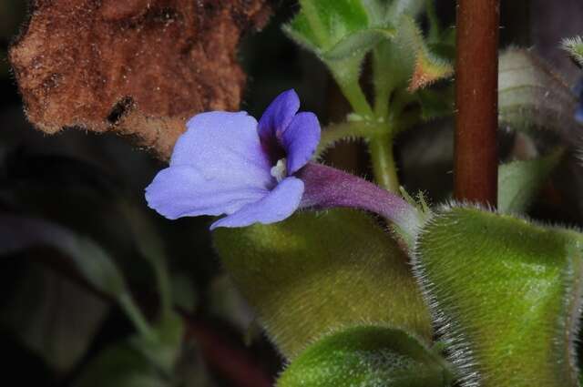 Image de Chirita involucrata Craib