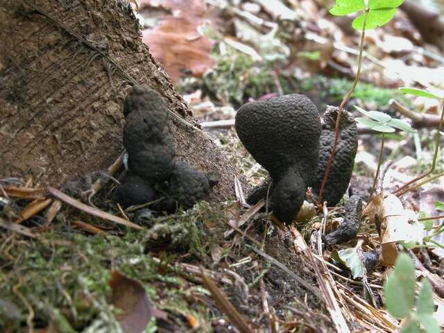 Image of Xylaria