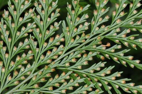 Image of rabbit's foot ferns