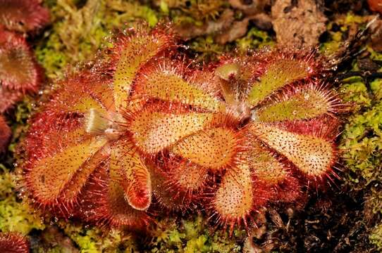 Image of Sundews