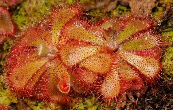 Image of Sundews