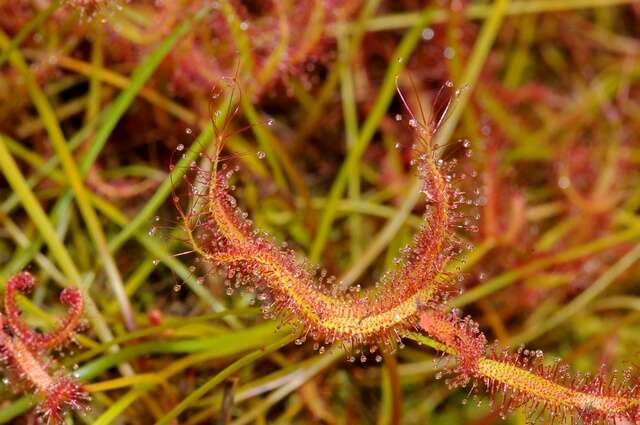 Image of Sundews