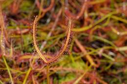 Image of Sundews