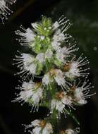 Echium strictum L. fil. resmi