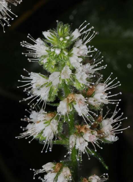 Echium strictum L. fil.的圖片