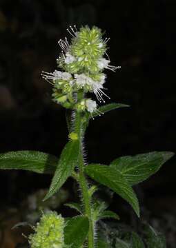 Echium strictum L. fil. resmi