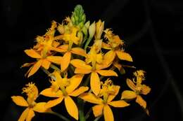 Plancia ëd Epidendrum