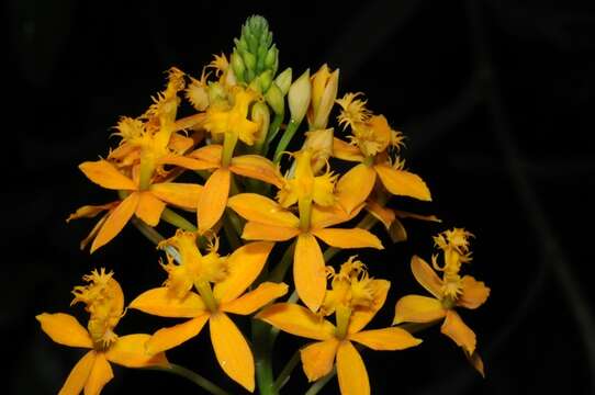 Image of Star orchids