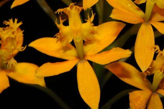 Image of Star orchids