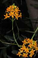 Plancia ëd Epidendrum