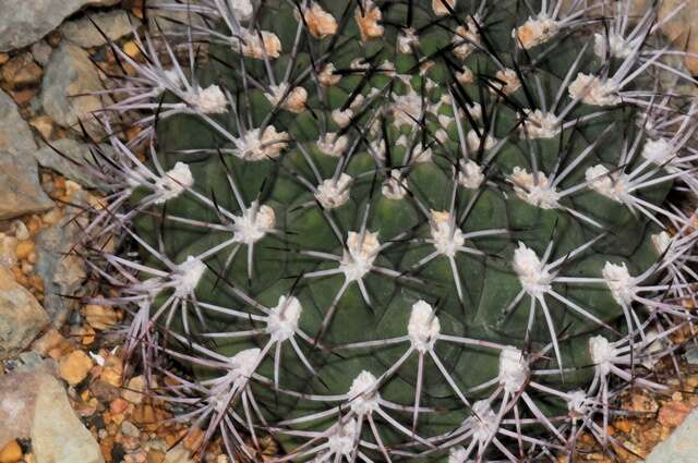 Image of Gymnocalycium marsoneri Fric ex Y. Itô