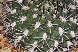 Plancia ëd Gymnocalycium marsoneri Fric ex Y. Itô