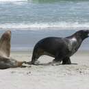 Image of Auckland Sea Lion