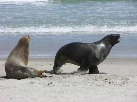 Image of New Zealand sea lion