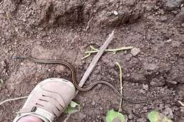 Image of Banded Keelback