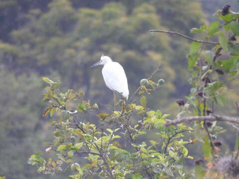 Image of Snowy Egret