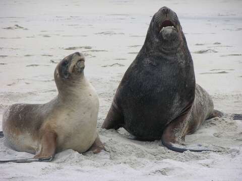 Image of New Zealand sea lion