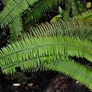 Image of rockcap fern