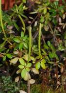 Image of Peperomia verticillata (L)