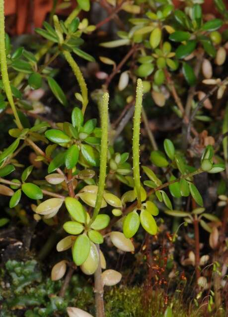 Imagem de Peperomia verticillata (L)