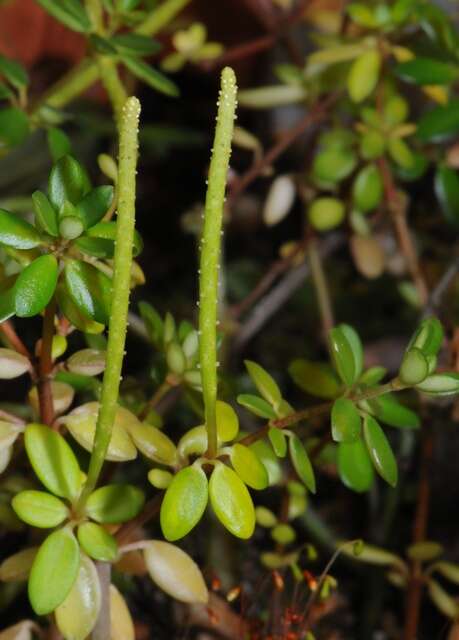 Image of Peperomia verticillata (L)