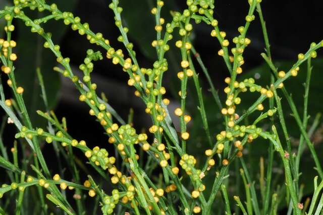 Image of whisk ferns