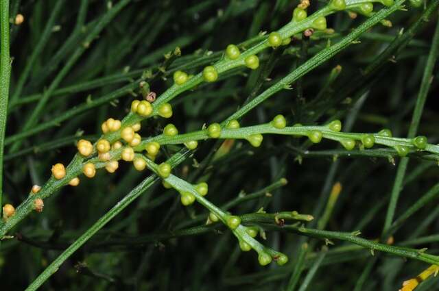 Image of whisk ferns