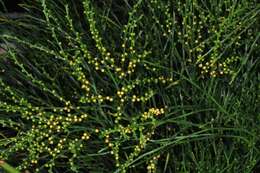 Image of whisk ferns