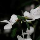 Image of Cytisus filipes Webb