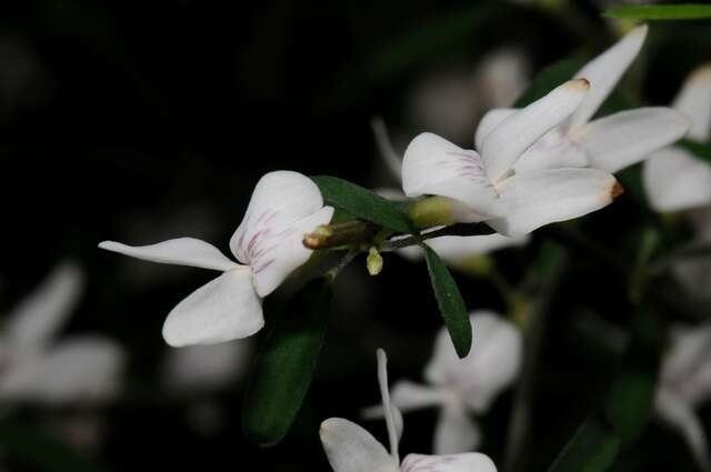 Image of Cytisus filipes Webb