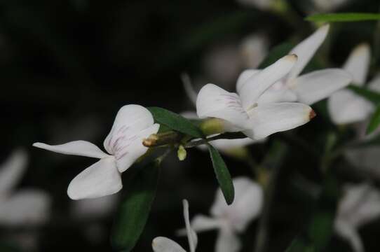 Image of Cytisus filipes Webb