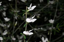 Image of Cytisus filipes Webb