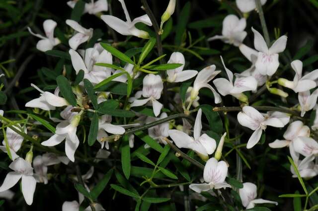 Слика од Cytisus filipes Webb