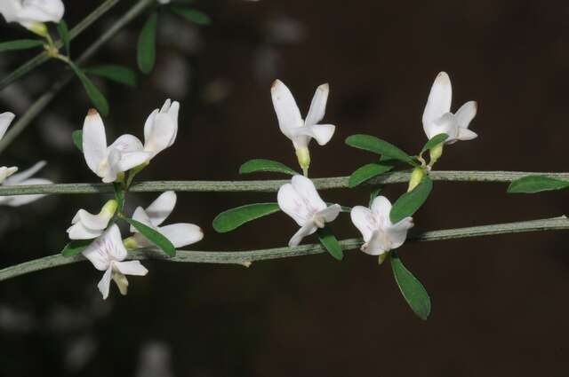 Слика од Cytisus filipes Webb