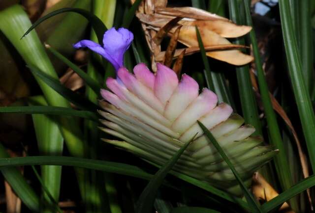 Image of <i>Tillandsia cyanea</i>