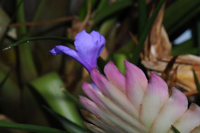 Image of <i>Tillandsia cyanea</i>