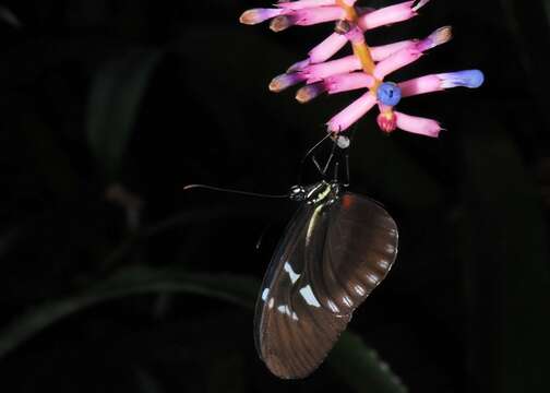 Plancia ëd Heliconius